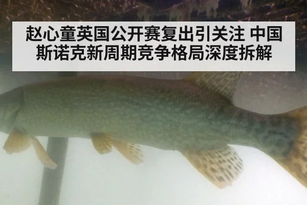 赵心童英国公开赛复出引关注 中国斯诺克新周期竞争格局深度拆解